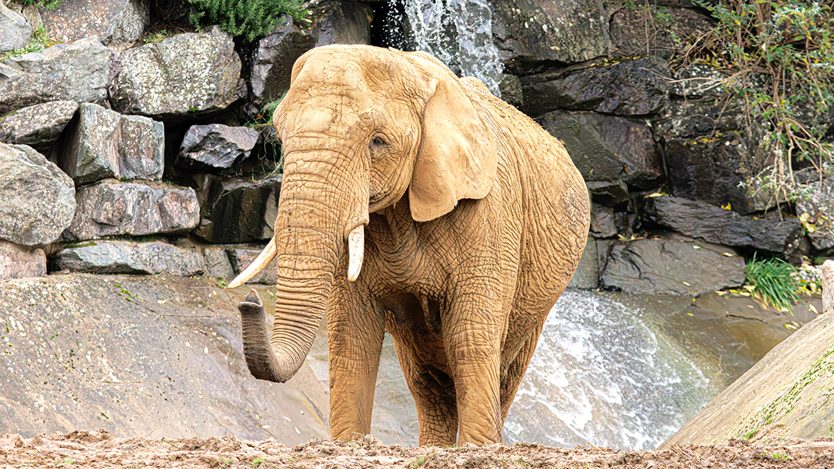 Elephant at Colchester Zoo, Essex